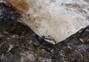 Salmon jumping at Stainforth on the River Ribble